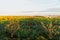 scenic view of a green field - Meknes, Morocco