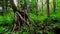 Scenic view of green forest thicket and tree roots