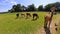 Scenic view of a group pf llamas grazing in a sun-filled meadow