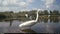 Scenic view of a group of white Great egrets by the pond on a sunny day