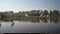 Scenic view of a group of white Great egrets by the pond on a sunny day