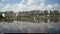 Scenic view of a group of white Great egrets by the pond on a sunny day