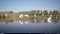 Scenic view of a group of white Great egrets by the pond on a sunny day