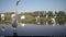 Scenic view of a group of white Great egrets by the pond on a sunny day