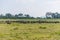 scenic view of heard of wild bulls in natural habitat on field, sri