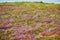 Scenic view of heather meadows on Cape d`Erquy, one of the most popular tourist destinations in Brittany, France