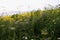 Scenic view through herbs and flowers in Beskydy mountains