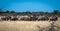 Scenic view of a herd of blue wildebeests grazing on dried grass in savanna in Namibia