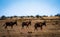 Scenic view of a herd of Kaamas grazing on dried grass in savanna in Namibia