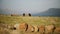 Scenic view of the herd of wild Icelandic horses walking together on the field near the water, eating grass.