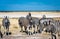 Scenic view of a herd of zebras grazing on dried grass in savanna in Namibia