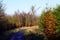 Scenic view of a hiking trail in an autumn forest in Sauerland, Germany