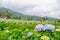 Scenic view of hydrangea flowers blooming in natural plantation