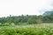 Scenic view of hydrangea flowers blooming in natural plantation