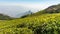 Scenic view of kodanad view point, Rangaswamy pillar valley view where mountains are covered in mists with blue sky background.ta