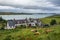 Scenic view of the Kyle of Tongue and a village with highland cows in the foreground in Scotland