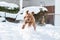 Scenic view of a Labradoodle dog running and having fun outside in the snow