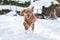 Scenic view of a Labradoodle dog running and having fun outside in the snow