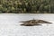 Scenic view of lake and pine tree islands with birds on them in Algonquin provincial national park Ontario Canada