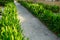 Scenic view of landscaped path with plants and stones in yard. Backyard of residential house. Stone pedestrian sidewalk going into