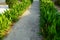 Scenic view of landscaped path with plants and stones in yard. Backyard of residential house. Stone pedestrian sidewalk going into