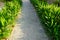 Scenic view of landscaped path with plants and stones in yard. Backyard of residential house. Stone pedestrian sidewalk going into