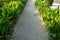 Scenic view of landscaped path with plants and stones in yard. Backyard of residential house. Stone pedestrian sidewalk going into