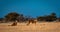 Scenic view of lions in a dried meadow of savanna in Namibia