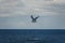 Scenic view of a lone seagull flying above the sea