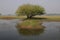 Scenic view of a lone tree on the side of a pond under a gloomy sky