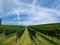 Scenic view of  a lush vineyard on hills on a sunny day in Glanz, Austria