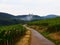 Scenic view of a lush vineyard with a winding road in Alsace, France.