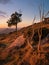 Scenic view of majestic a lone tree stands on a grassy hill at sunset