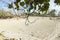 scenic view, mangrove forest under bright sun light at low tide, mangrove are adapted to life in harsh coastal conditions