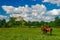 Scenic view of medieval Olesko Castle, Ukraine. Two brown horses on foreground