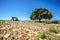 Scenic view of a megalithic tomb and a big tree in sunlight in Alava, Spain