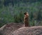 Scenic view of a Mountain Marmot standing on a rock in the Colorado Rockies