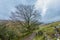 A scenic view of a mountain rocky path with stony wall and majestic naked tree under a grey sky