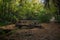 Scenic view of an old wooden bridge going above a river inside of a forest