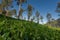 Scenic view over tea plantation near Munnar in Kerala, South India on sunny day