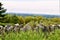 Scenic view of Oxbow National Wildlfe Refuge taken from Harvard, Worchester County, Massachusetts, United States