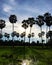 Scenic view of paddy field against sky