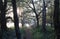 Scenic view of a pathway in a forest in Birmingham, United Kingdom, on a foggy day