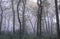 Scenic view of a pathway in a forest in Birmingham, United Kingdom, on a foggy day