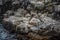 Scenic view of a pelican and blue-footed booby birds perched on rocks on the coast