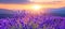 Scenic view of picturesque french lavender field in full bloom during a stunning sunset
