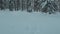 Scenic view of pine trees covered with snow in a tranquil forest in winter