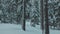 Scenic view of pine trees covered with snow in a tranquil forest in winter