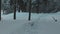 Scenic view of pine trees covered with snow in a tranquil forest in winter