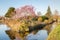 Scenic view of a pink flowering Magnolia tree along the water in a park